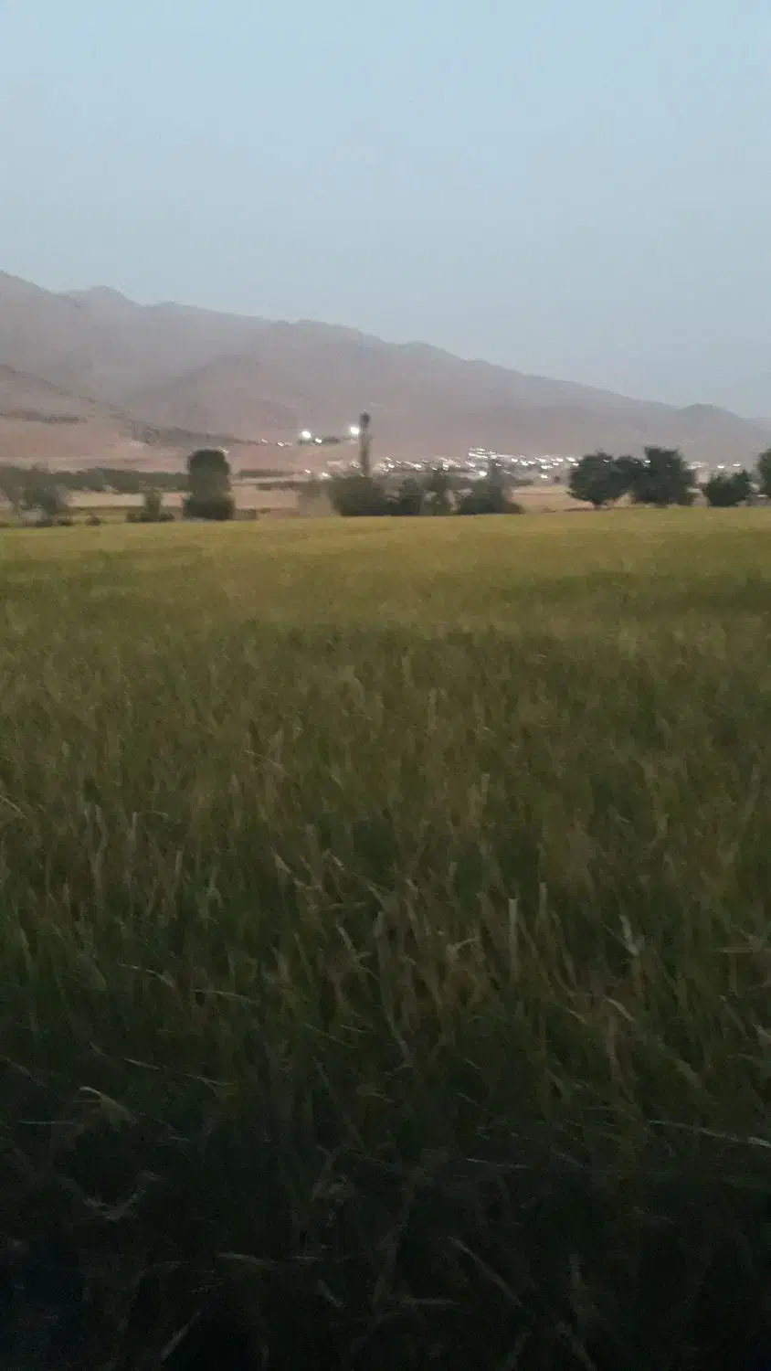 برنج چمپای اردل|عمدهفروشی|اردل, |دیوار