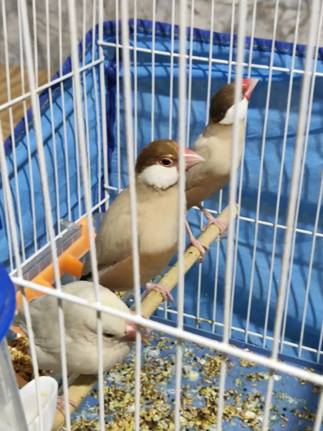 سهره قناری و قناری وفنچ و شاتو|پرنده|میرجاوه, |دیوار