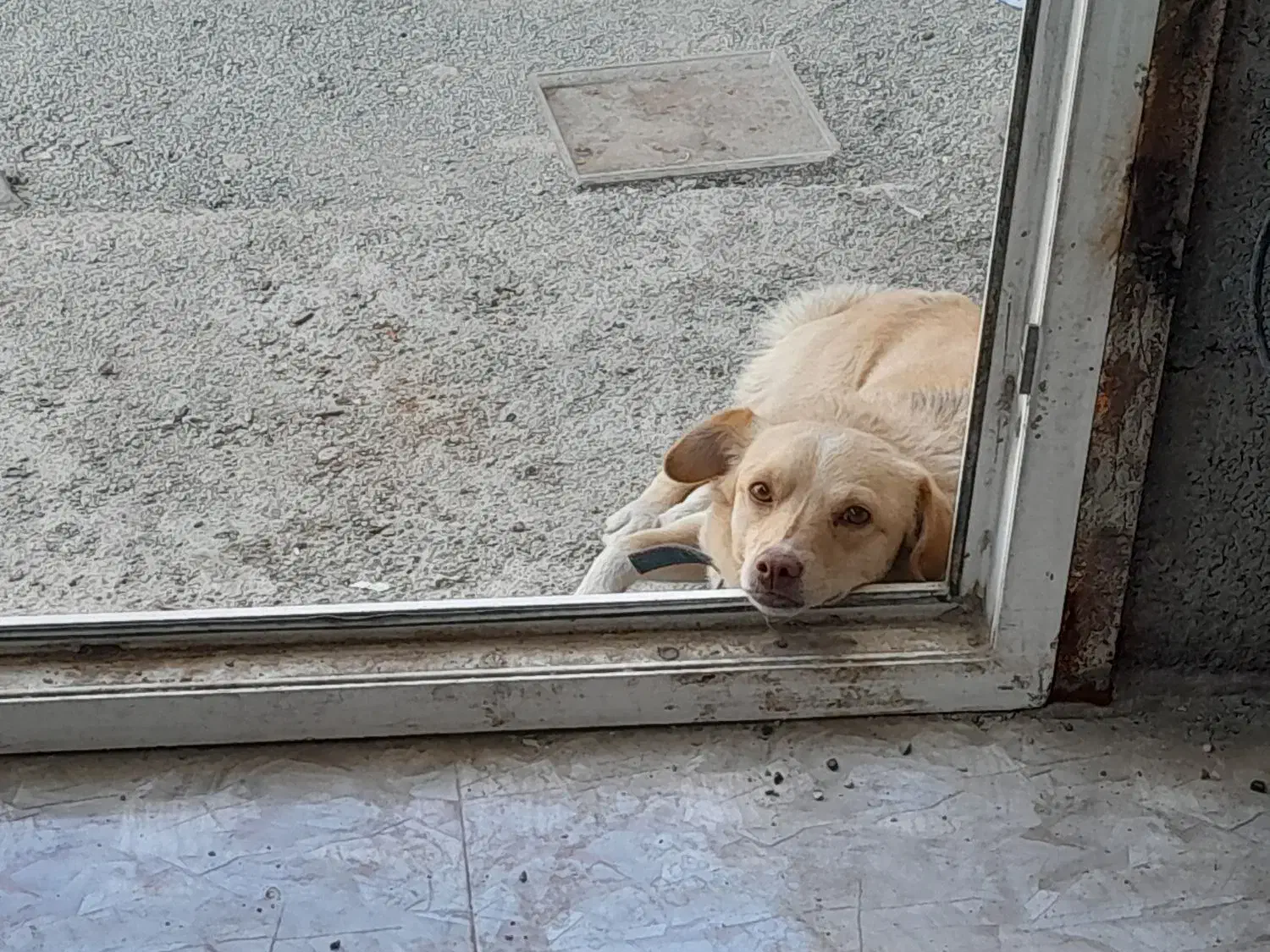 سرم برای درمان بیماری پاروا توله سگ|لوازم جانبی حیوانات|رباط‌کریم, رباط‌کریم|دیوار