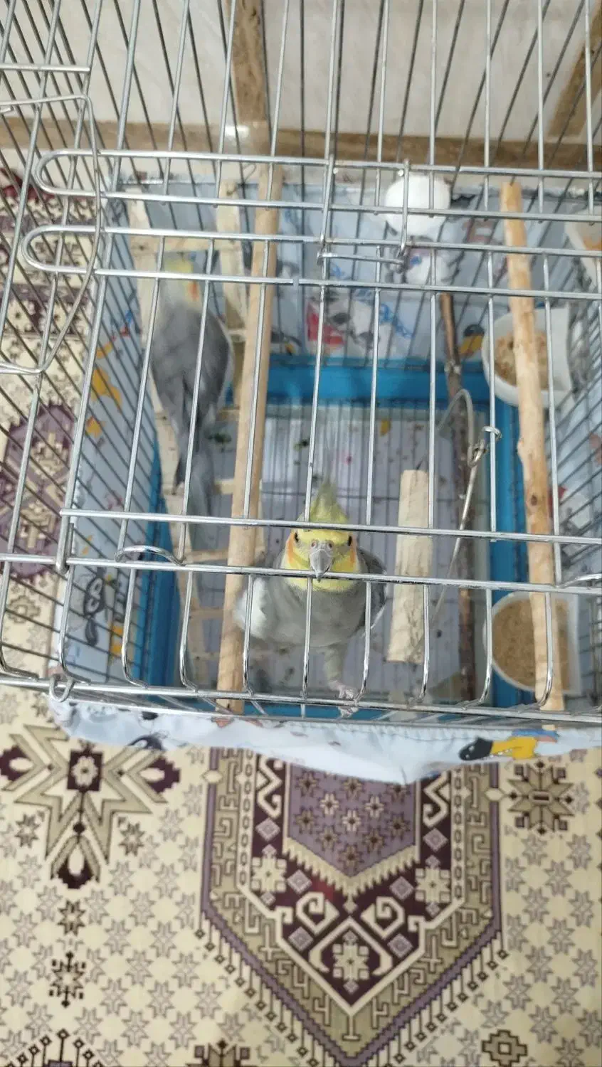 عروس هلندی نر و ماده با قفس|پرنده|شهریار, شهرک امیریه|دیوار
