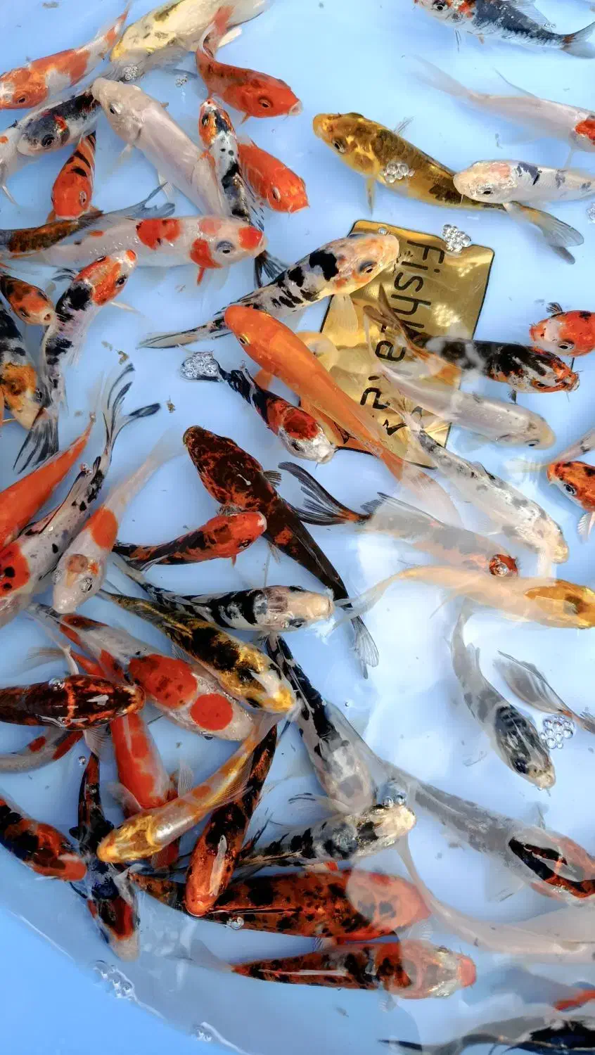 کوی چرم باله|ماهی|سنگر, |دیوار