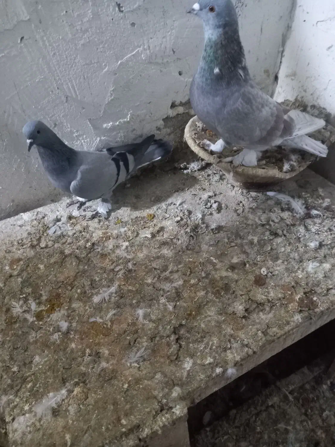 کبوتر ترکیه|پرنده|خسروشاه, |دیوار