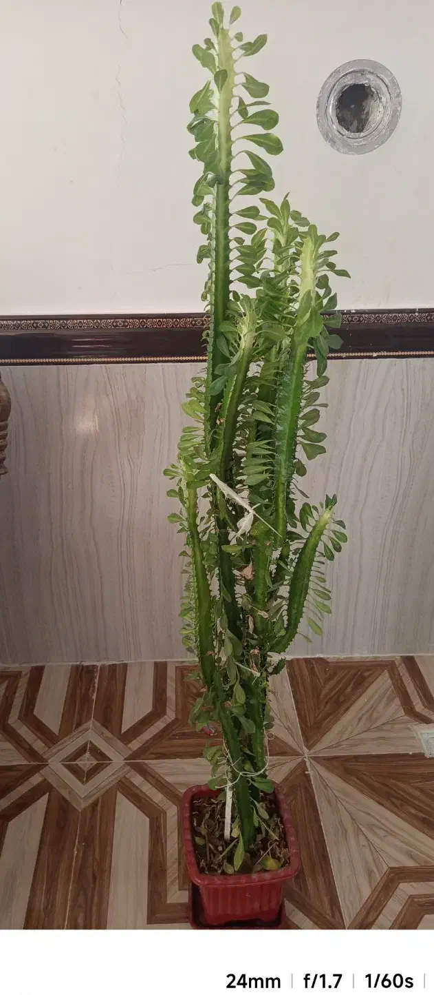 فروش گل|گل و گیاه طبیعی|سرپل ذهاب, |دیوار