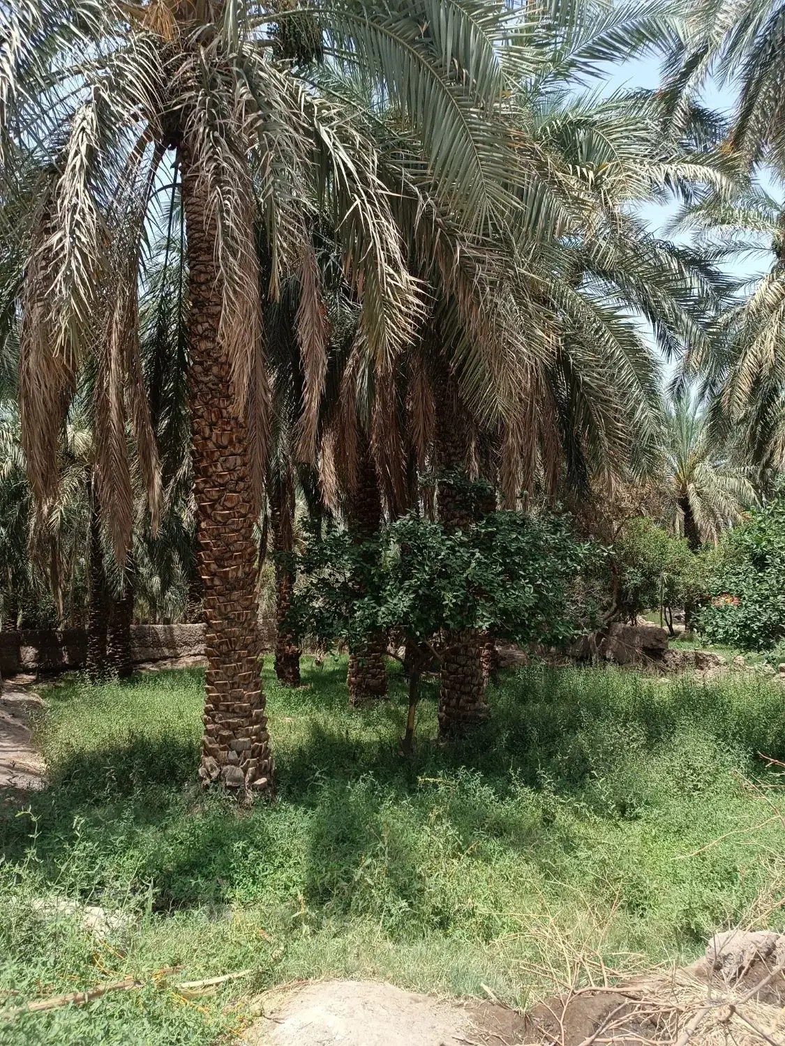 باغ خرما|فروش دفتر صنعتی، کشاورزی، تجاری|بم, |دیوار