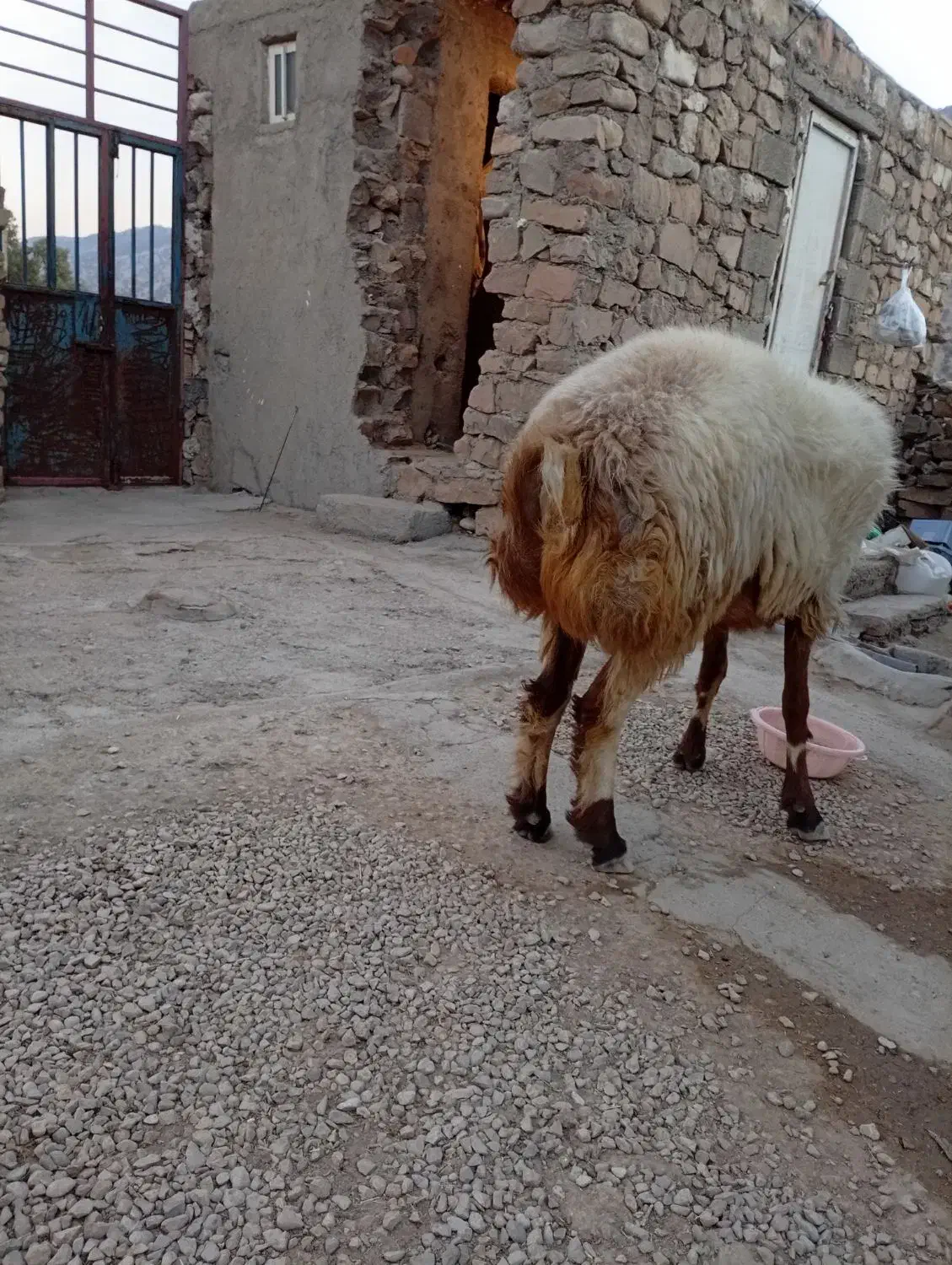 فروش کاوه قوچ دورگ چینی بختیاری به شرط تخمی|حیوانات مزرعه|چاروسا, |دیوار