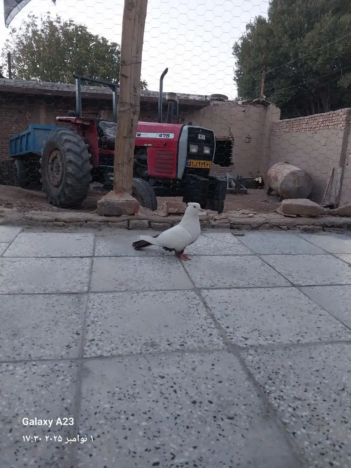 ماده دم قهوه ای|پرنده|سیلاخور, |دیوار