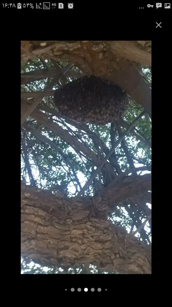 ترک کندو|حیوانات|میاندوآب, |دیوار