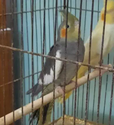 عروس هلندی لوتینو|پرنده|لاهیجان, کوی خزر|دیوار