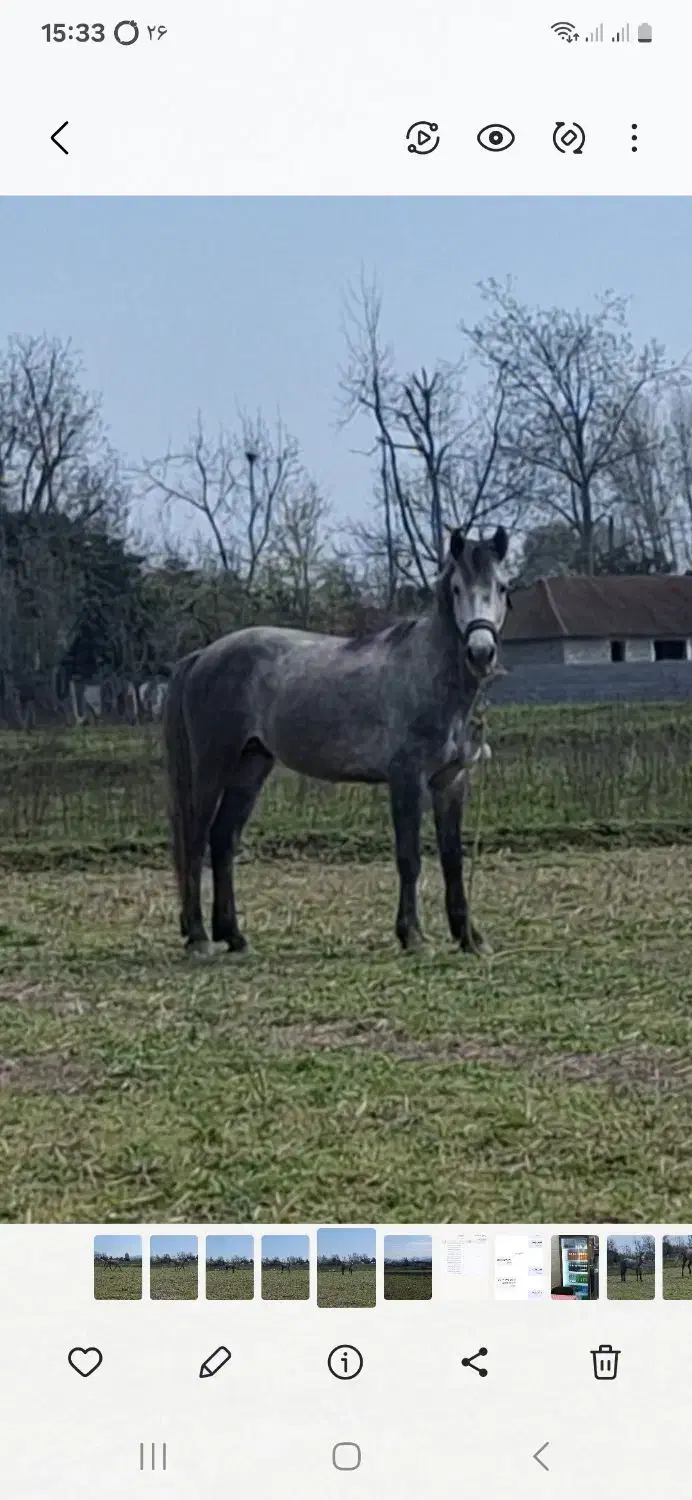 اسب|اسب و تجهیزات اسبسواری|ماسال, |دیوار