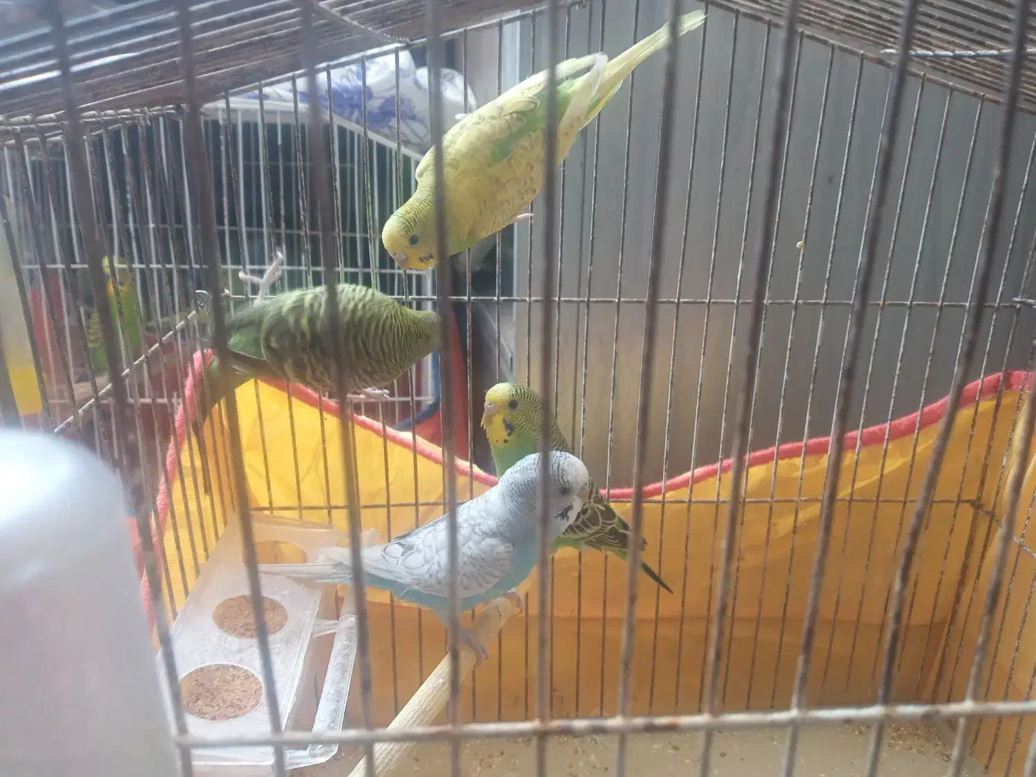 مرغ عشق|پرنده|صدرا-فارس, فاز ۱|دیوار