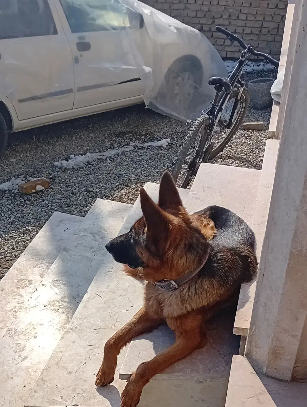 سگ ژرمن ماده دوساله قیمت پنج ملیون|سگ|هشتگرد, ایقربلاغ|دیوار