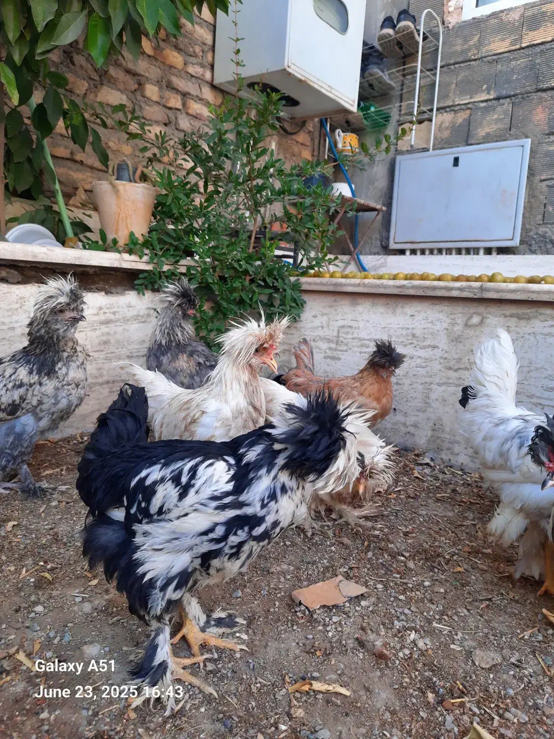 مرغ سلطان اصل|حیوانات مزرعه|ابریشم, |دیوار