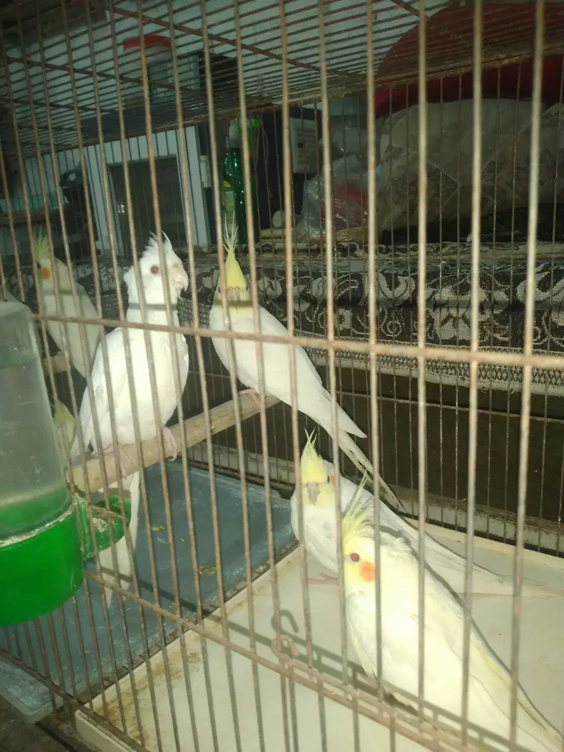 عروس هلندی لوتینو و البینو نه ماهه|پرنده|ابهر, |دیوار