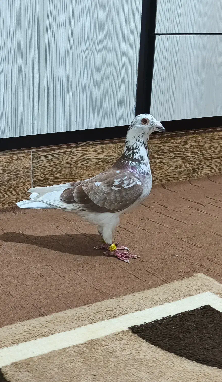 کفتر|حیوانات|گالیکش, |دیوار