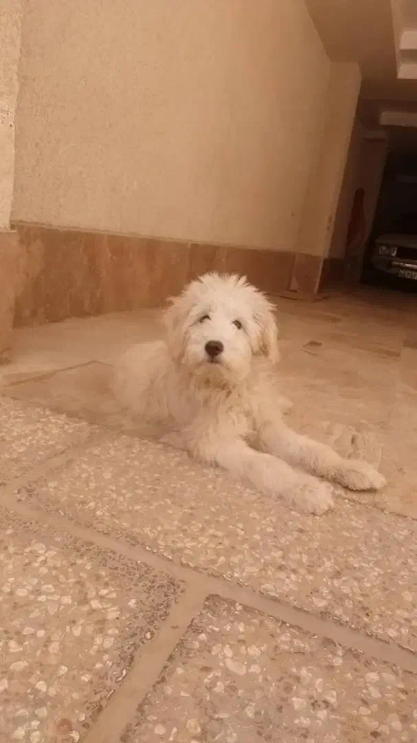 واگذاری سگ نر|سگ|گرمدره, |دیوار