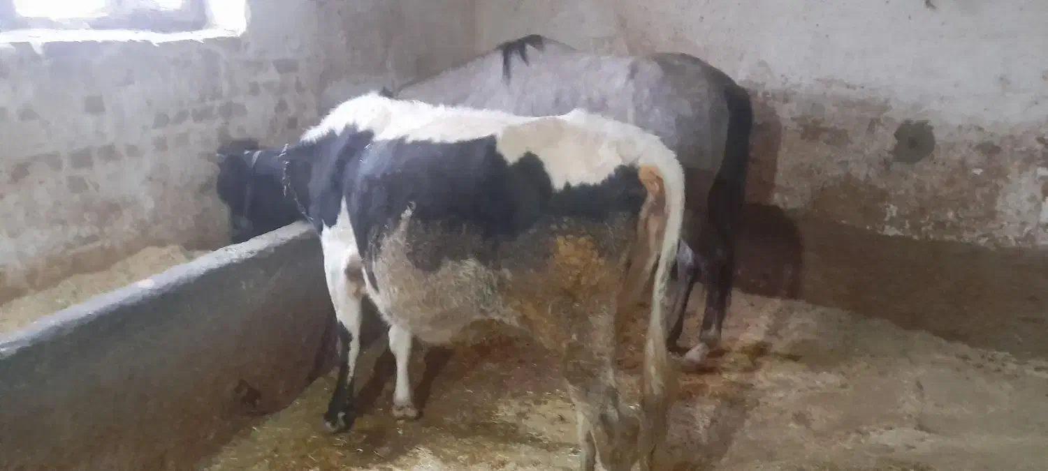 گاو دورگه|حیوانات مزرعه|سنندج, |دیوار