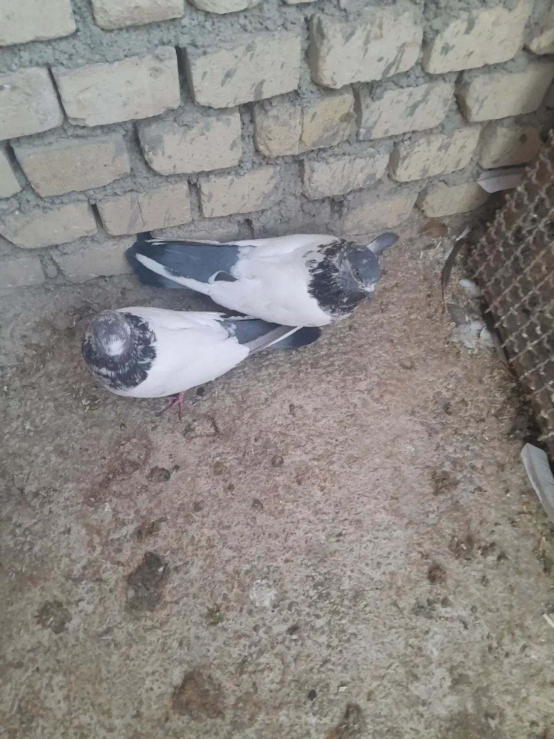 چند جفت کبوتر کله دم سبز|پرنده|کتالم و سادات شهر, |دیوار