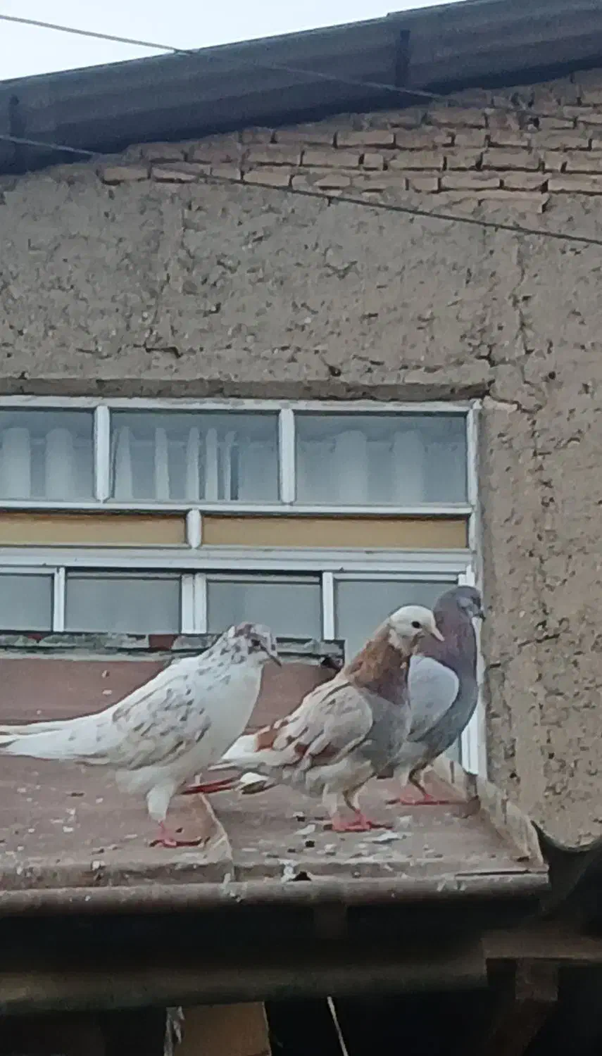 کفترپرشی|پرنده|علیآباد کتول, |دیوار