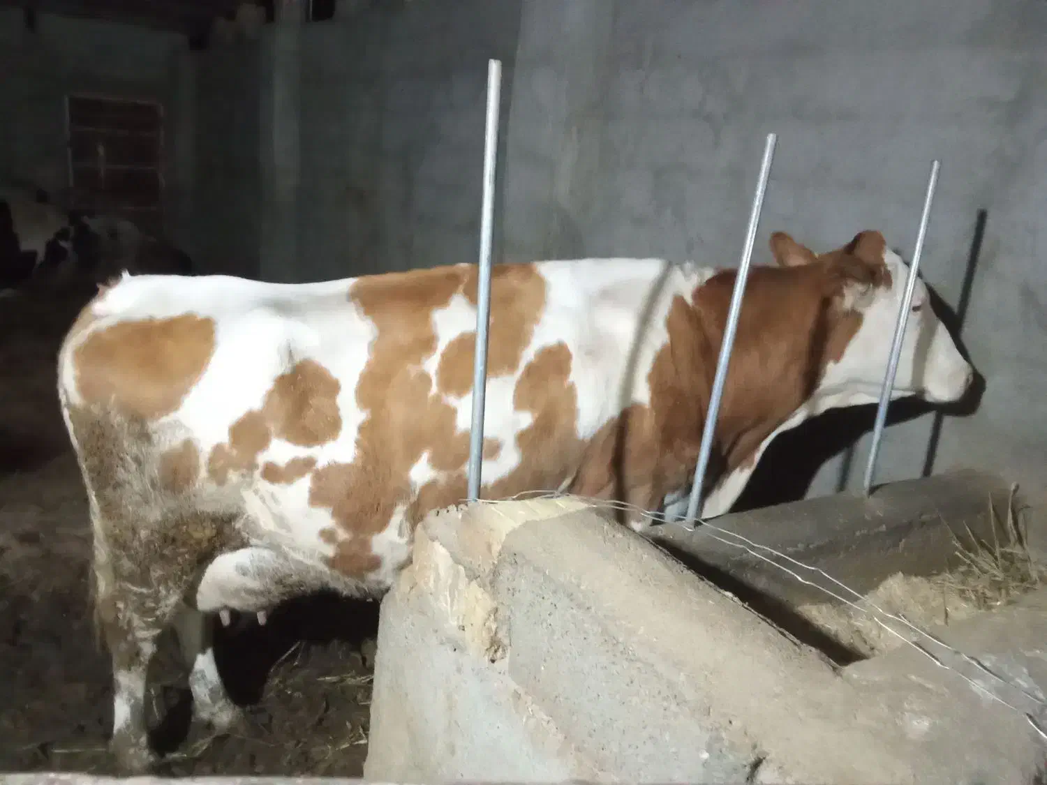 فروش گاو شیری همراه گوساله|حیوانات مزرعه|باشتین, |دیوار