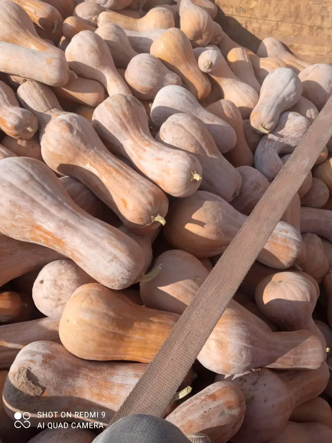 اول نکاه کن بد خرید کن|خوردنی و آشامیدنی|تربت جام, میان جام|دیوار