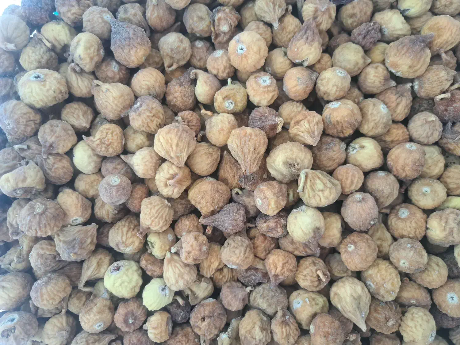 انجیر|عمده‌فروشی|دشمن زیاری, |دیوار