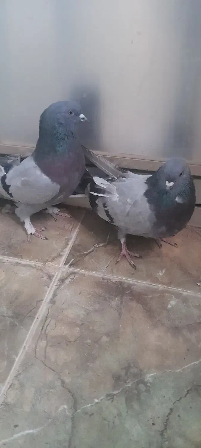 کفتر|پرنده|خمینی‌شهر, |دیوار