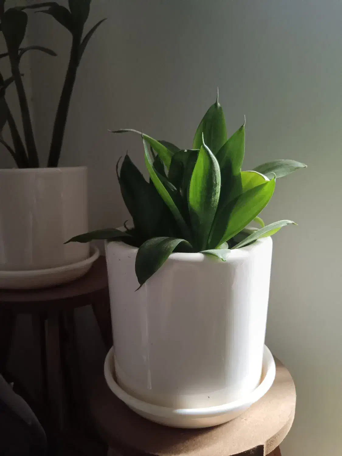 گل طبیعی زامیفولیا و سانسوریا|گل و گیاه طبیعی|شیراز, رکنآباد|دیوار