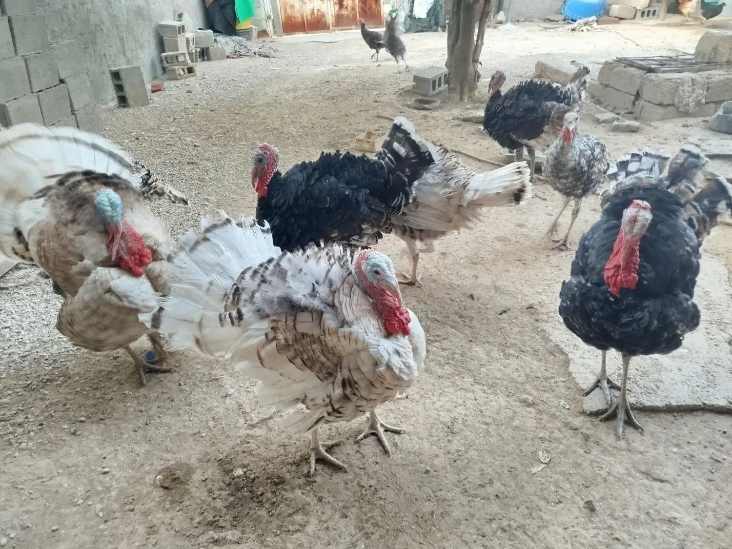 بوقلمون|حیوانات مزرعه|شبانکاره, |دیوار