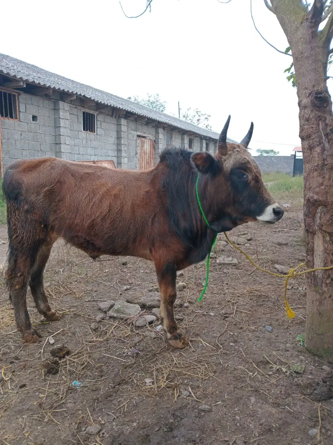 ورزا کوله گرگی چالوسی ۱۱۰ تایی|حیوانات مزرعه|آستانه اشرفیه, |دیوار