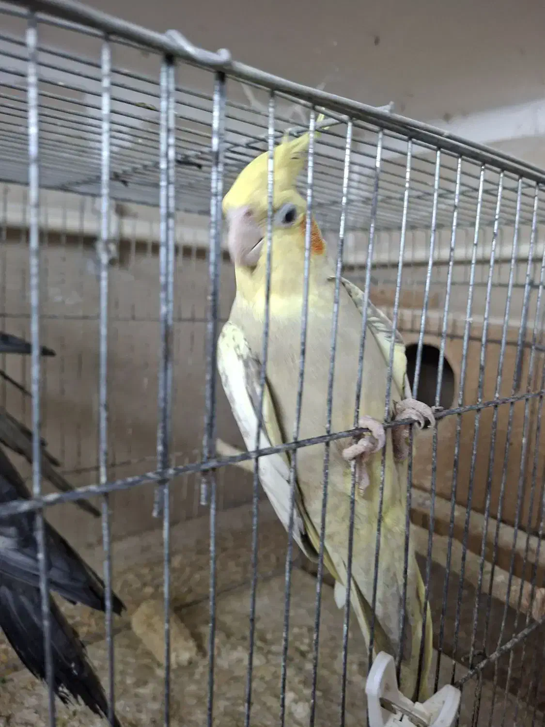 ۲ جفت عروس هلندی|پرنده|گرگان, |دیوار