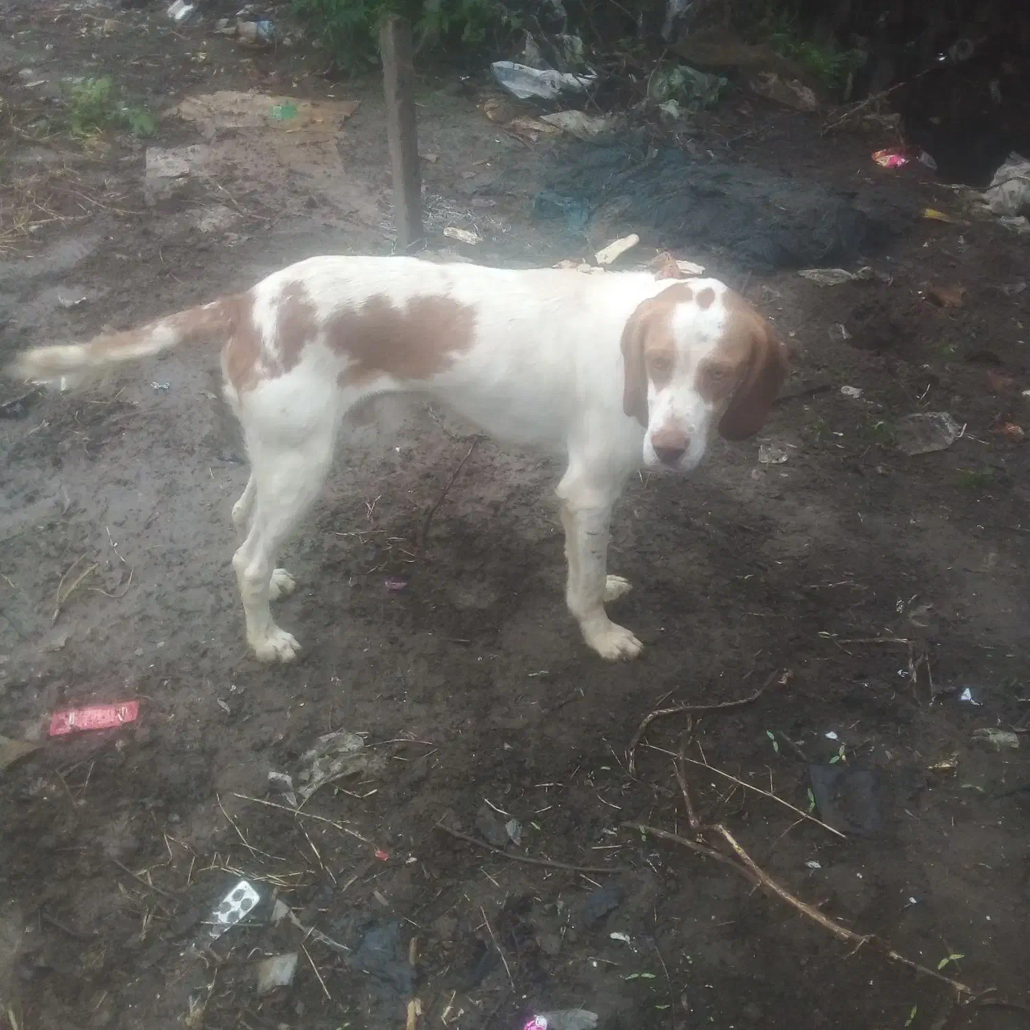 توله شکاری اموزشی کار بلد حرف گوش کن|سگ|تالش, هشتپر|دیوار