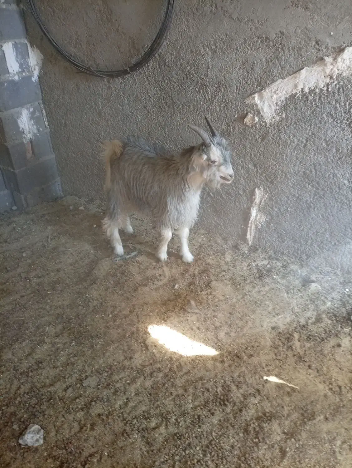 کهره نر|حیوانات مزرعه|مرودشت, ده بید|دیوار