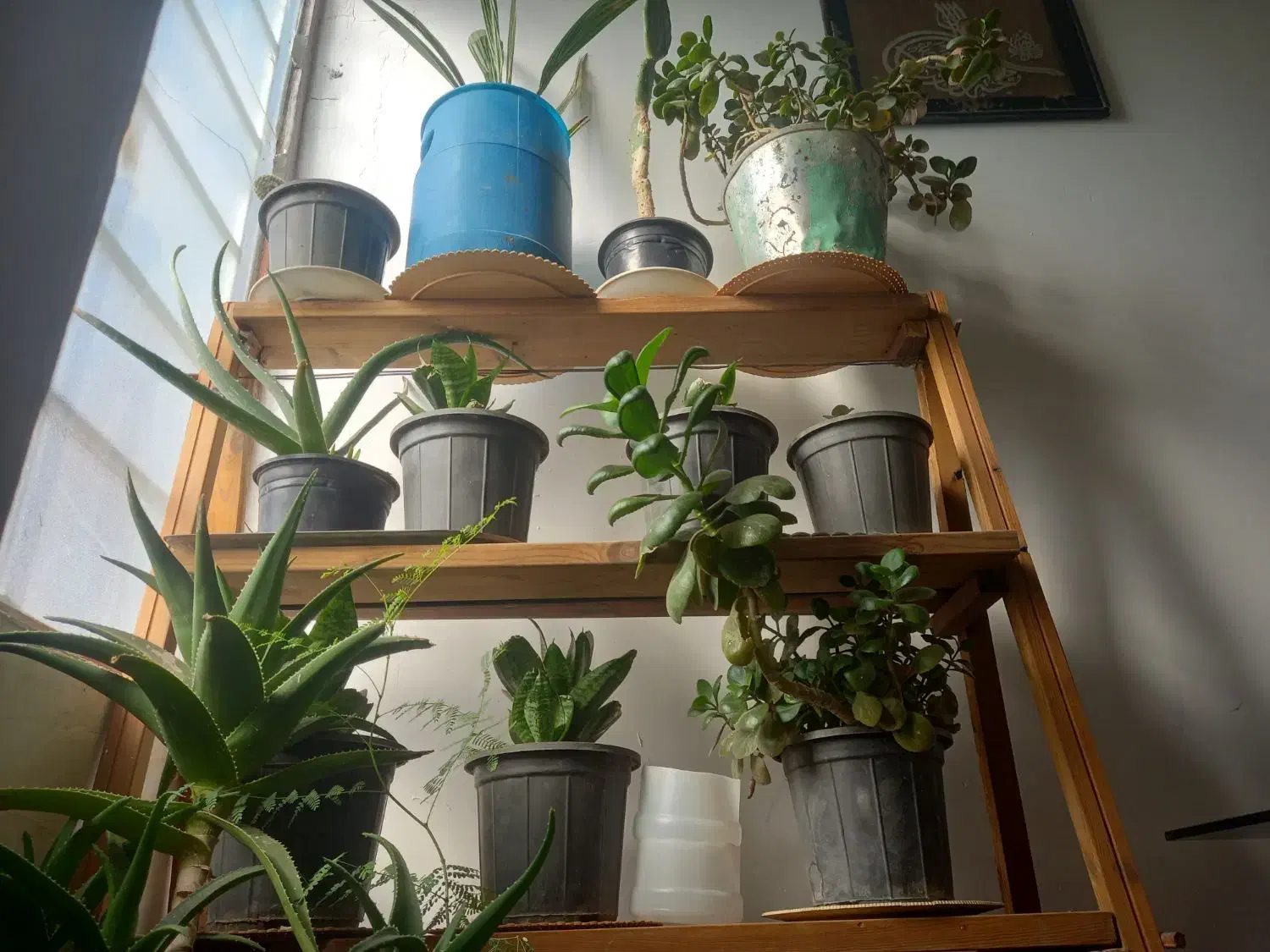 گل وپایه گل|گل و گیاه طبیعی|تربت جام, میان جام|دیوار