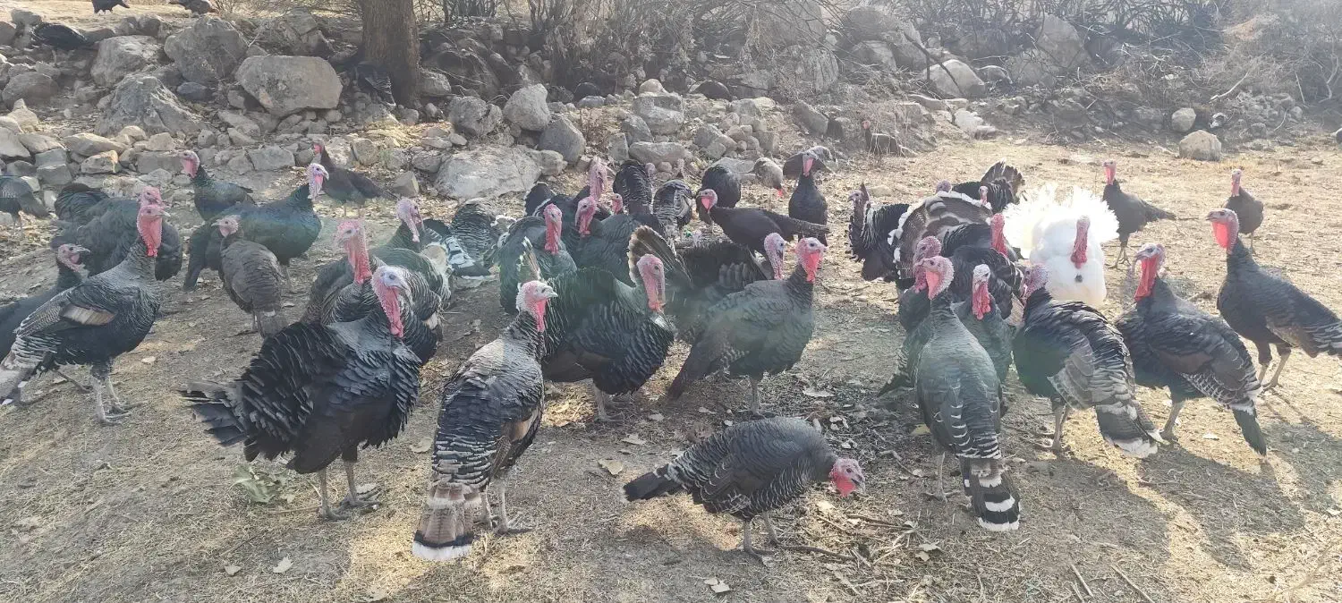 بوقلمون محلی ارگانیک|حیوانات مزرعه|پلدختر, |دیوار