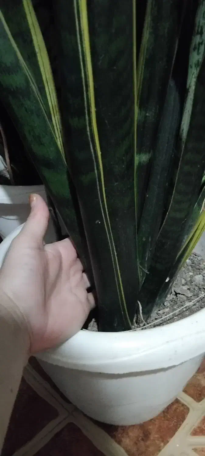 ۲۰۰|گل و گیاه طبیعی|تالش, هشتپر|دیوار