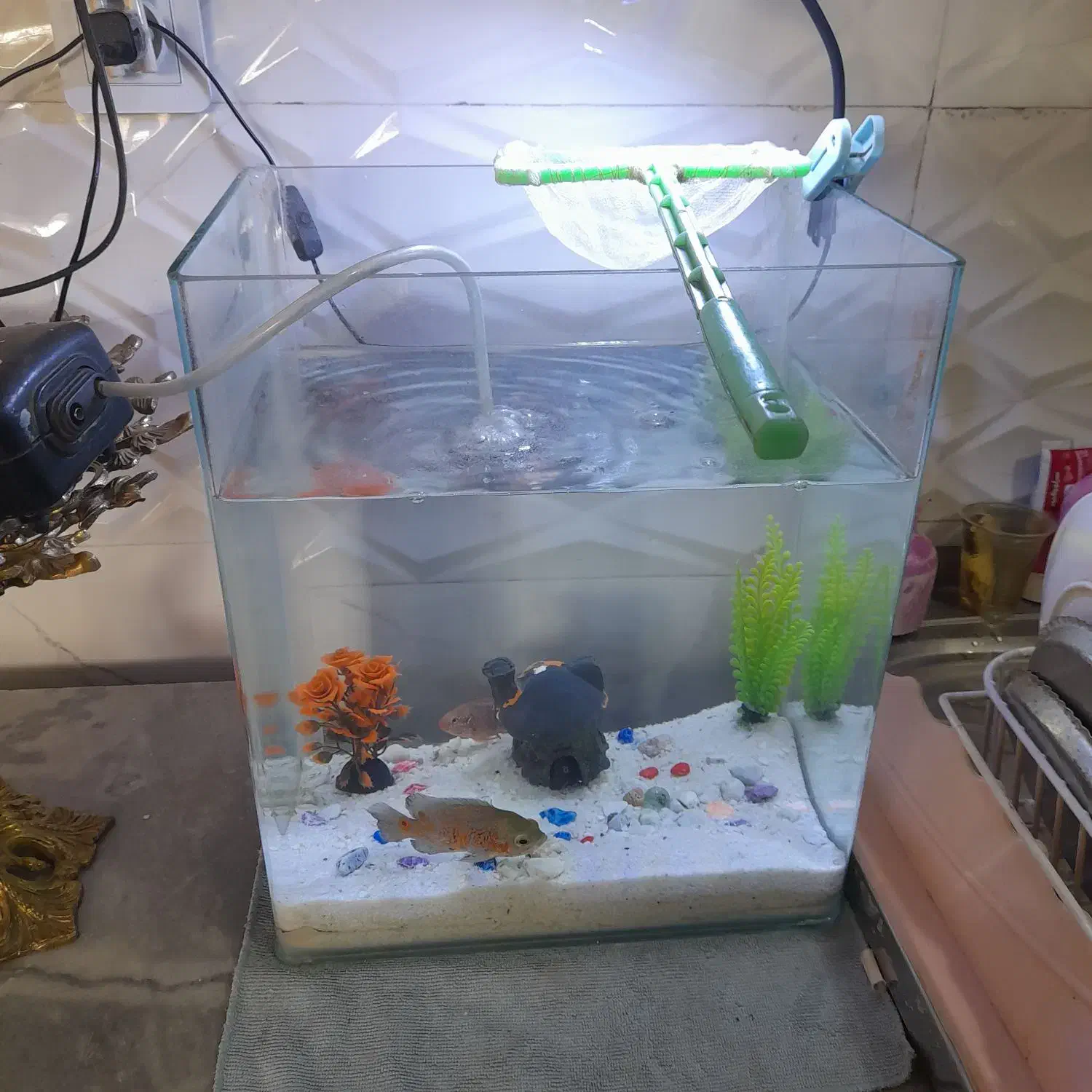 اکواریم|ماهی|ورامین, جعفر آباد اخوان|دیوار