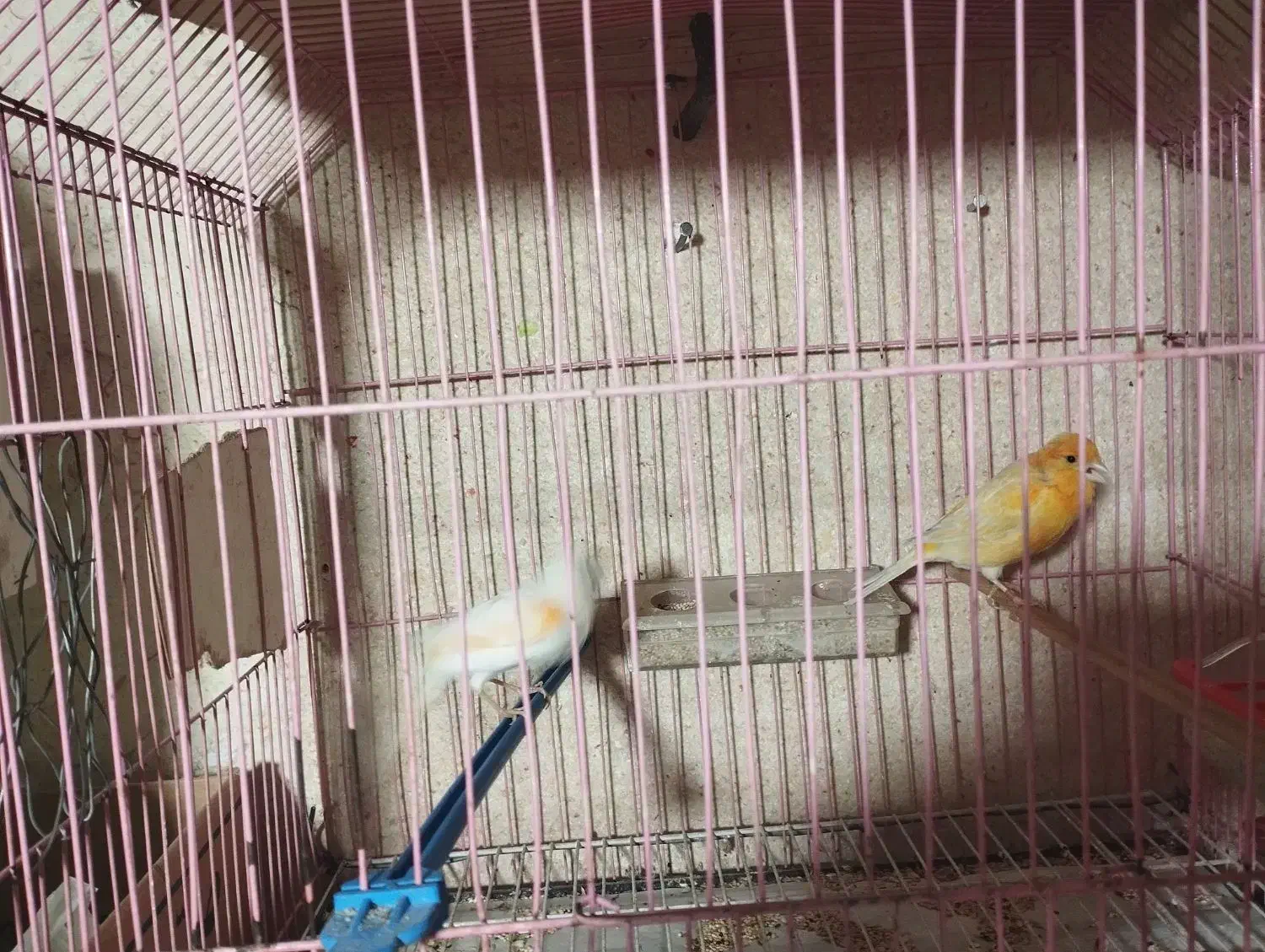 جفت قناری آماده تخم|پرنده|تربت جام, عیدی آباد|دیوار