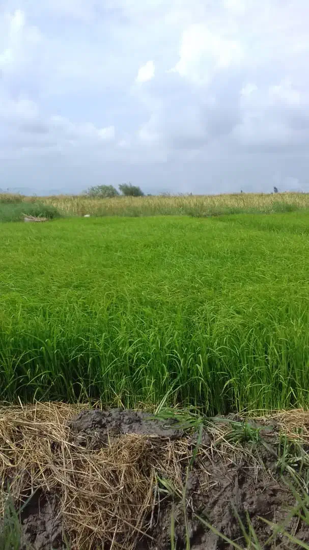 زمین کشاورزی|فروش زمین و ملک کلنگی|زرگرشهر, |دیوار