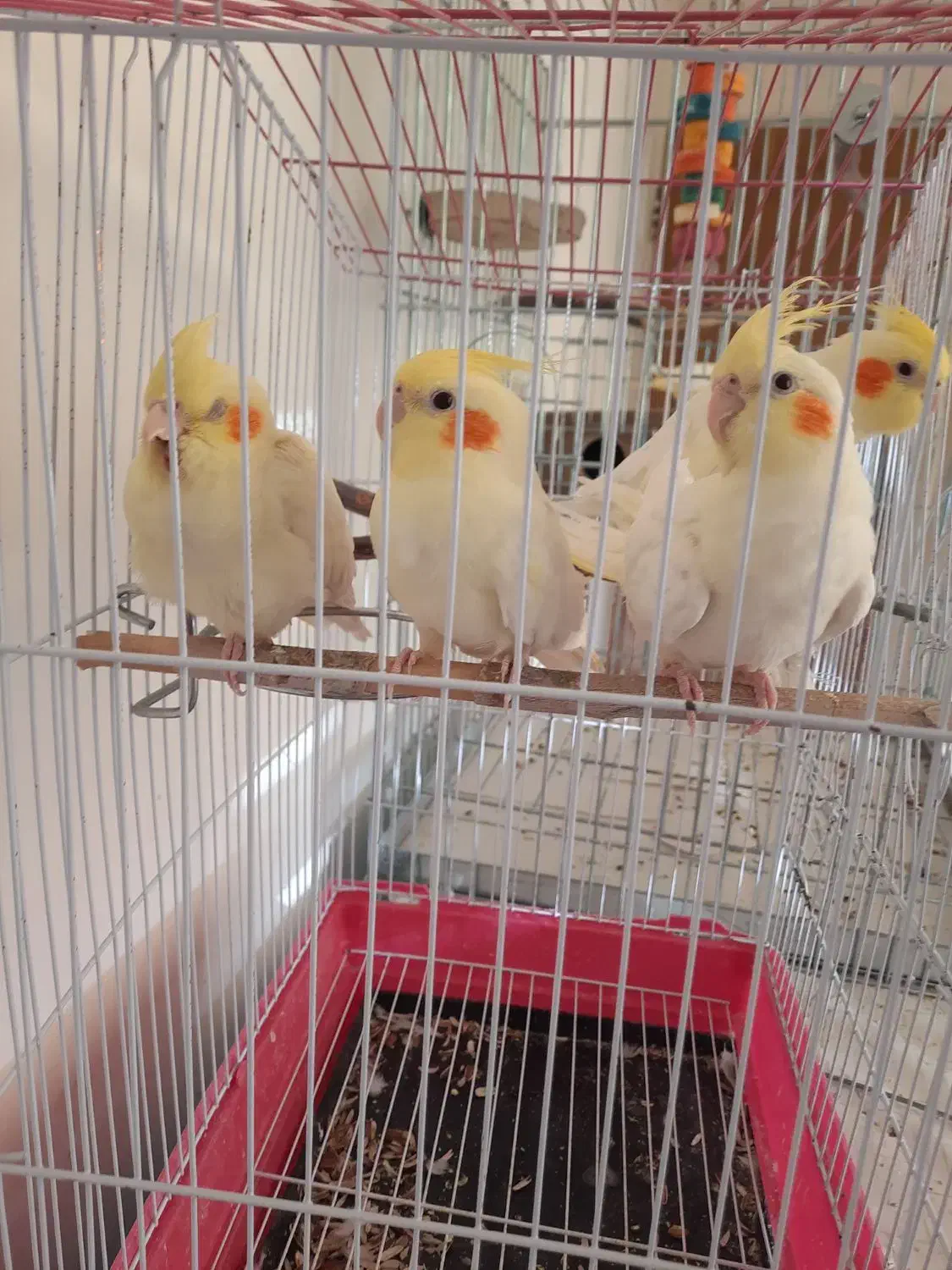 طوطی مولد عروس هلندی لوتینو|پرنده|تبریز, |دیوار