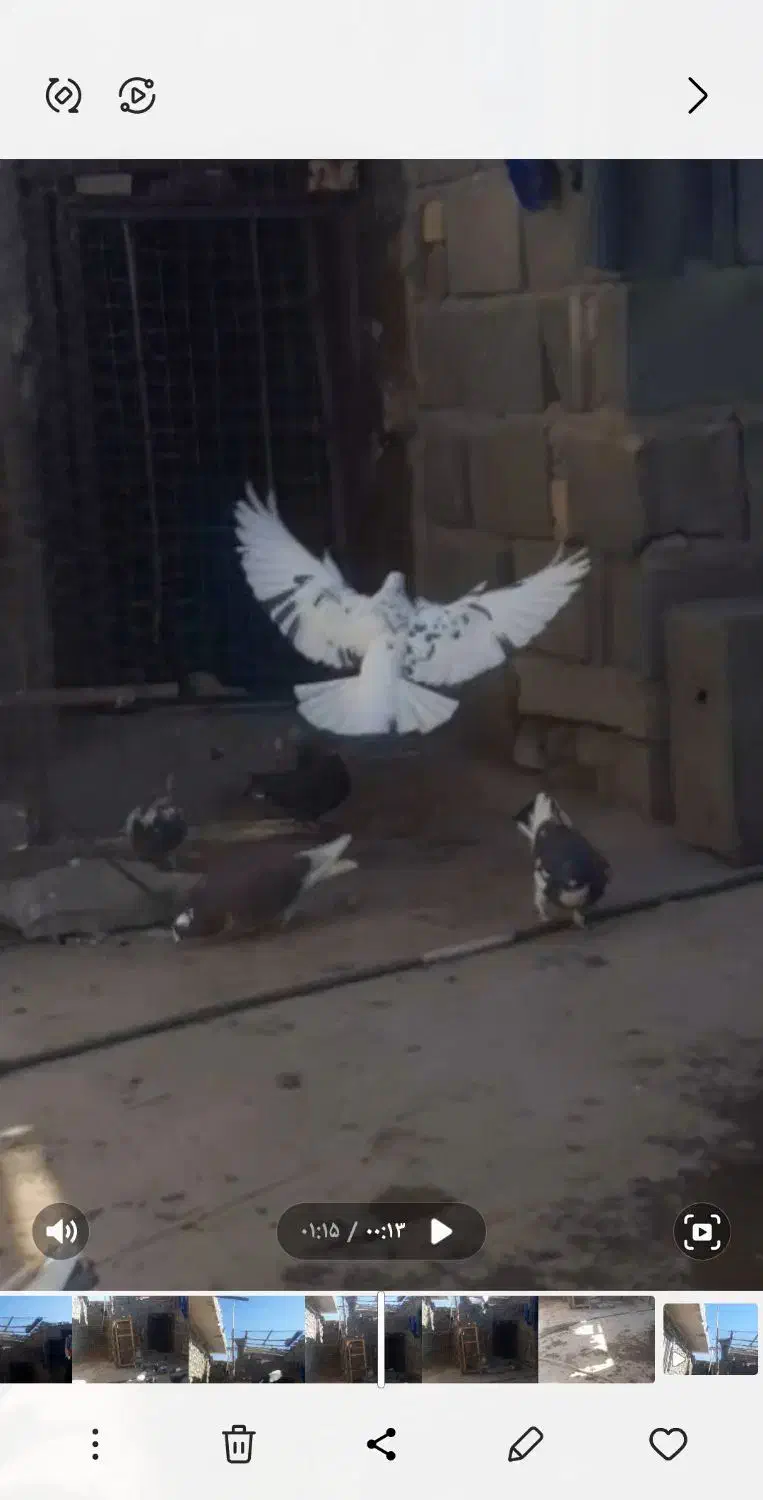 همشون خوش رنگ وپرشی|پرنده|قره پشتلو, |دیوار