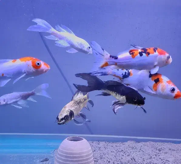 گله کوی باله بلند و نژاد دار|ماهی|تهران, جی|دیوار