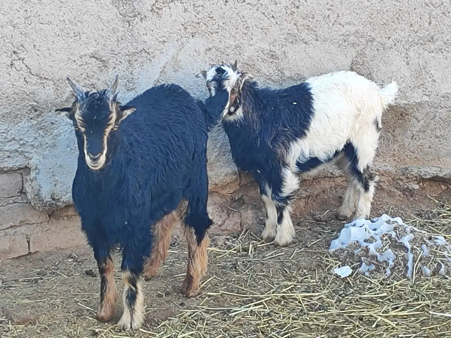 دوراس بزغاله|حیوانات مزرعه|قلعه نو, |دیوار