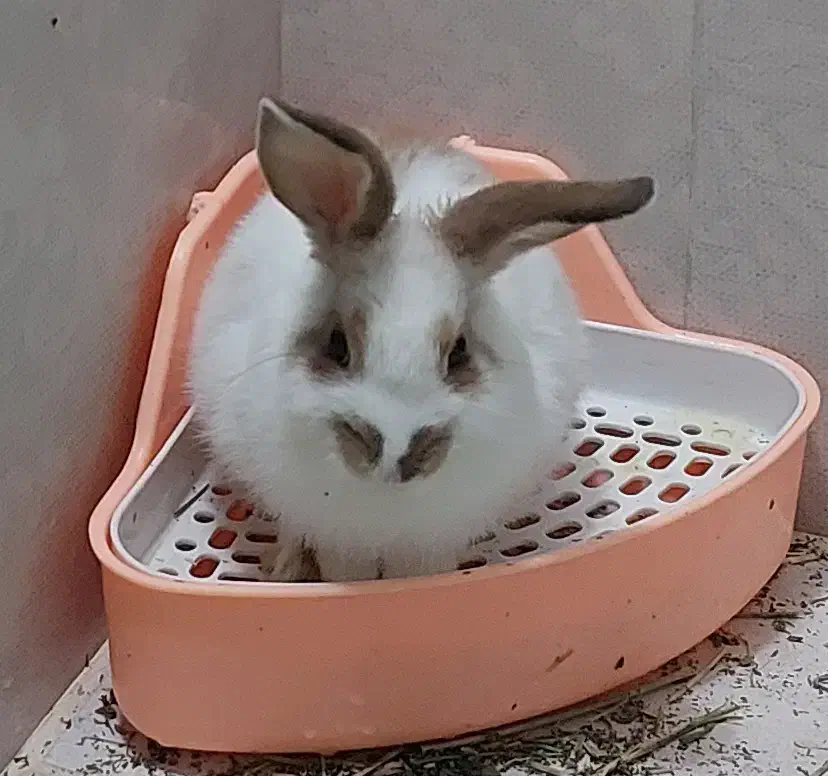 خرگوش|موش و خرگوش|قم, ناصردیوان|دیوار