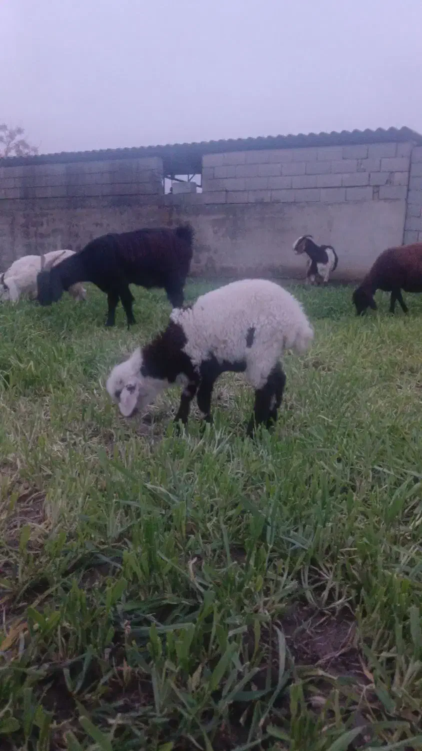 ۲راس بره نر و ماده|حیوانات مزرعه|گرگان, |دیوار