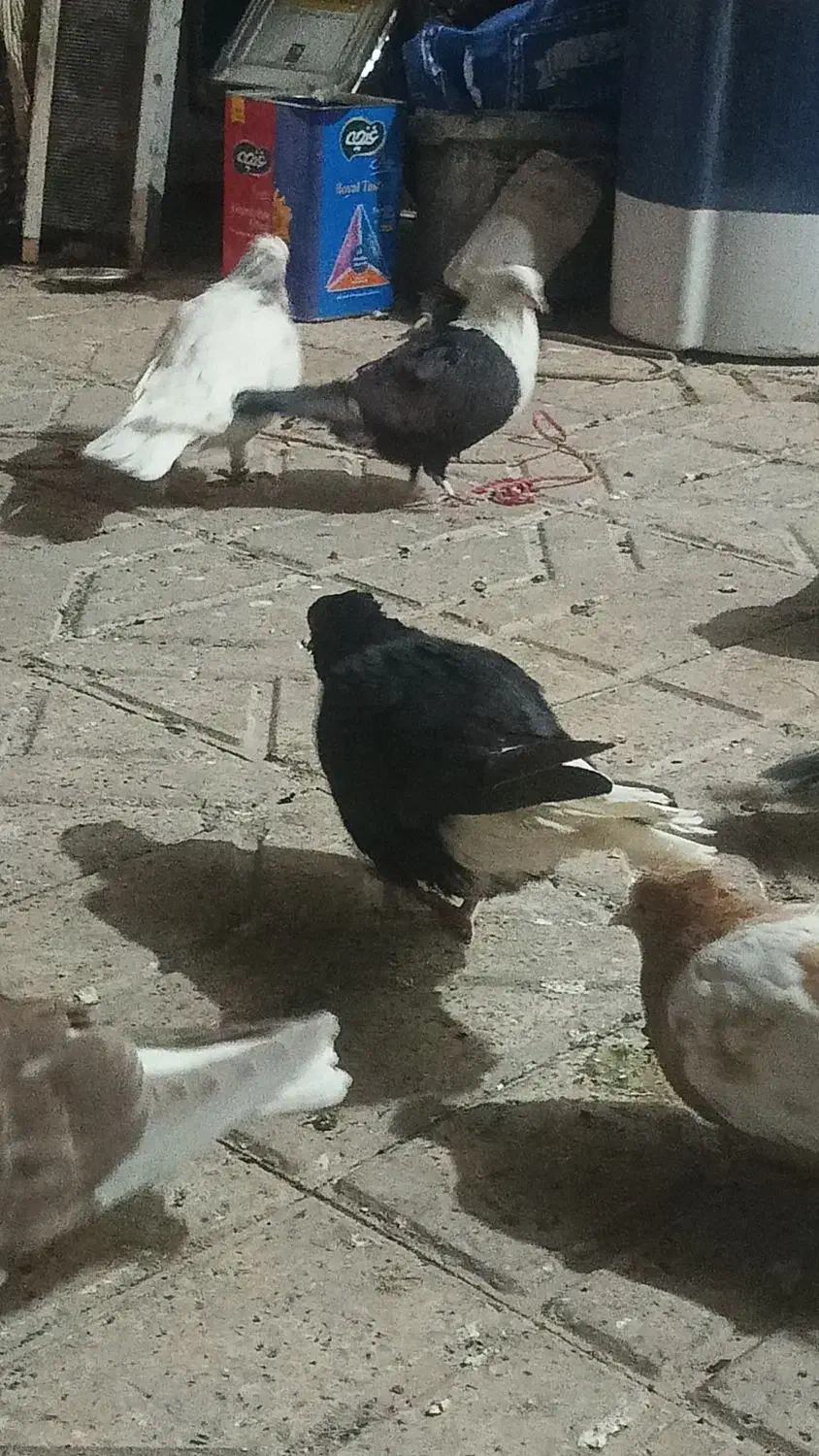 کلاغ ماده|پرنده|نیشابور, بنیاد شهید|دیوار