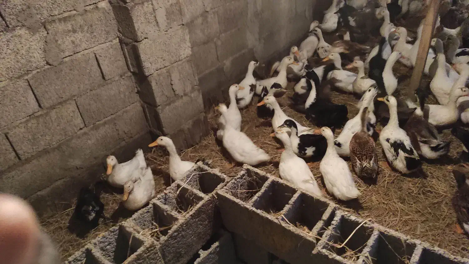 اردک گوشتی|حیوانات مزرعه|رودسر, |دیوار