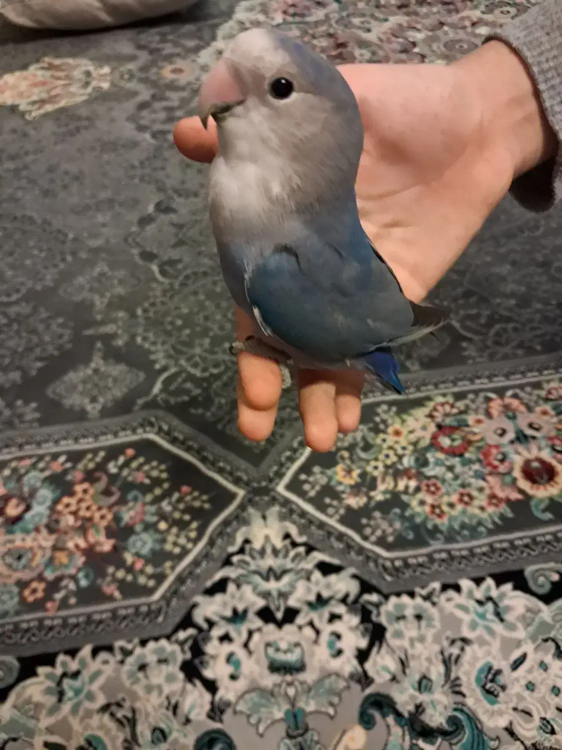 طوطی برزیلی دستی|پرنده|گلستان (تهران), |دیوار