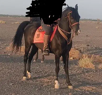 اسب نریان|اسب و تجهیزات اسب‌سواری|بم, |دیوار