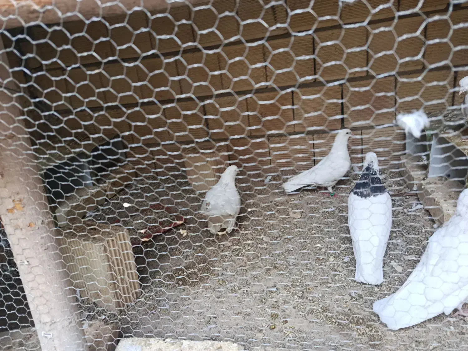 سفید تهرونی|پرنده|لنجان, |دیوار