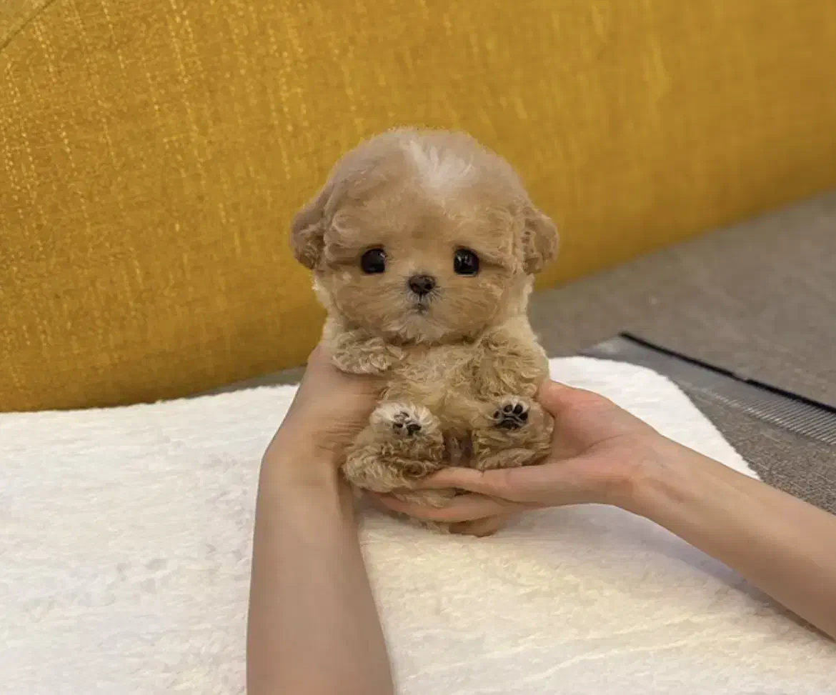 عروسکی جیبی|سگ|تهران, مرزداران|دیوار